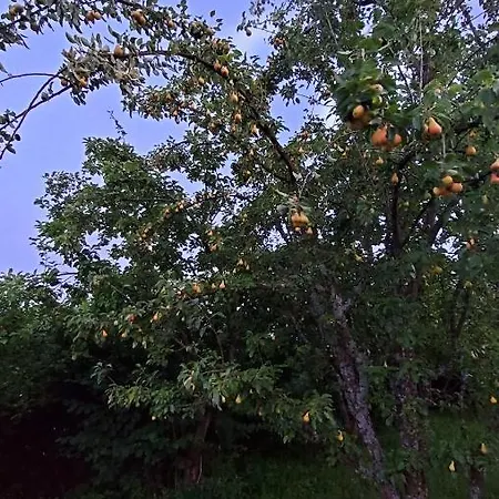 Natural Glamping Eco-tiny House Kamp