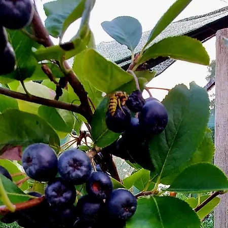 Natural Glamping Eco-tiny House Camping *