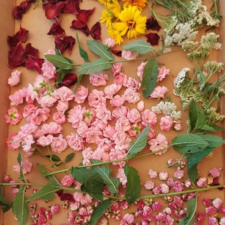 Camping Natural Glamping Eco-tiny House Skocjan (Skocjan)