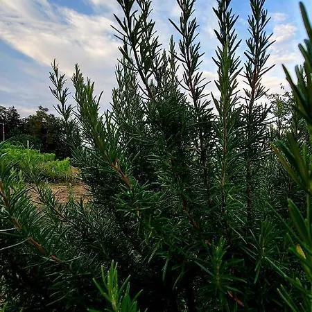 Camping Natural Glamping Eco-tiny House *