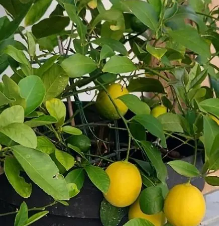 Camping Natural Glamping Eco-tiny House Skocjan (Skocjan)