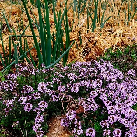Natural Glamping Eco-tiny House Camping