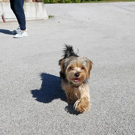 Natural Glamping Eco-tiny House Camping