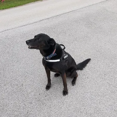 Natural Glamping Eco-tiny House Camping