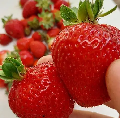 Campeggio Natural Glamping Eco-tiny House