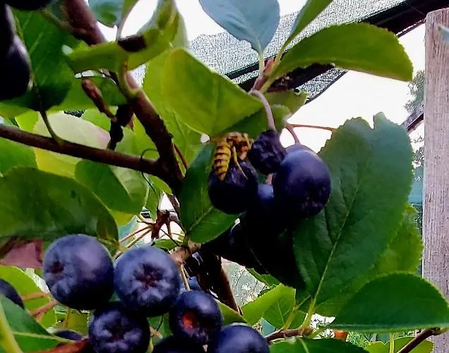 Natural Glamping Eco-tiny House Campeggio *