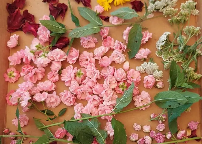 Kamp Natural Glamping Eco-tiny House Skocjan (Skocjan)