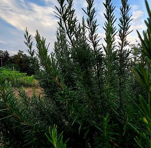 Kamp Natural Glamping Eco-tiny House *