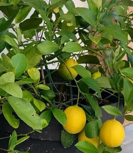 Campeggio Natural Glamping Eco-tiny House Skocjan (Skocjan)