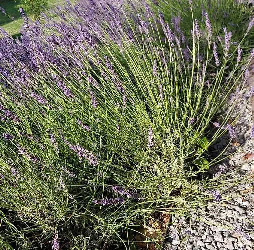 Campeggio Natural Glamping Eco-tiny House Skocjan (Skocjan)