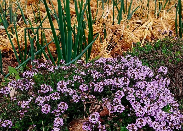Natural Glamping Eco-tiny House Kamp